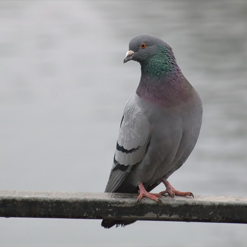 rock dove